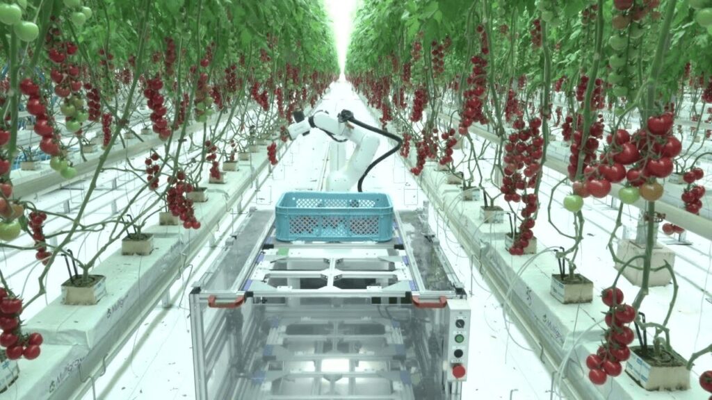 デンソー：トマトの自動収穫ロボットを開発。人手不足解消へ