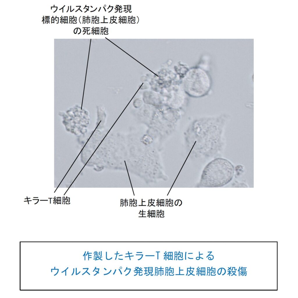 （画像提供：京都大学医生物学研究所）